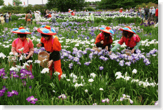 馆林菖蒲花节