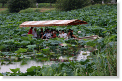 Summer Shironuma Lotus flowers Festival