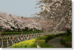 타테바야시 벚꽃 축제