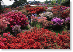 杜鹃花节