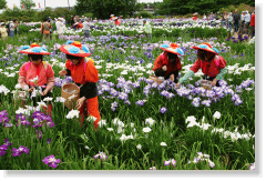 Tatebayashi Japanese Water Irises Festival